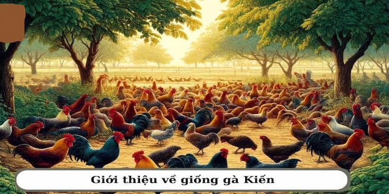 Gà kiến sở hữu phần thịt dai chắc nên được người dân nuôi rất ưa chuộng nuôi Gà kiến sở hữu phần thịt dai chắc nên được người dân nuôi rất ưa chuộng nuôi