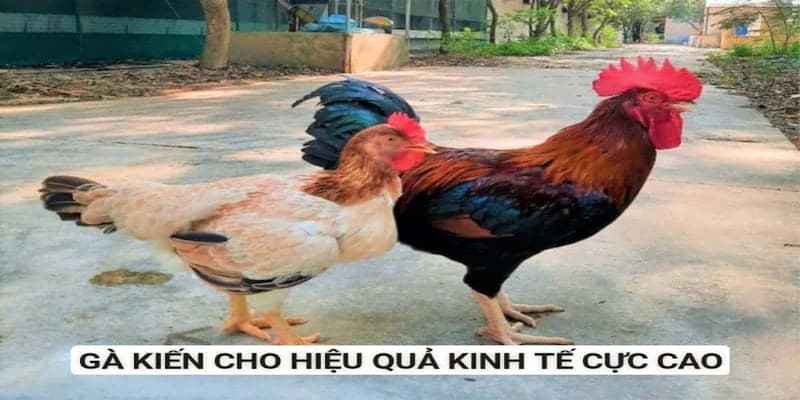 Giá thành kinh tế khá cao nên nhà phân phối chỉ trao đổi mức nhất định Giá thành kinh tế khá cao nên nhà phân phối chỉ trao đổi mức nhất định